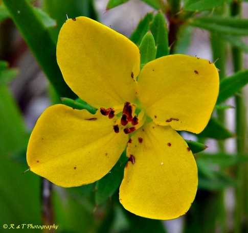 {Rhexia lutea}